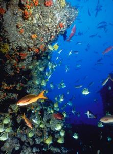 Sea of Cortez Reef; Nikon F4, 18mm, Aquatica, Ikelite str... by Andrew Dawson 